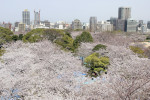 Cherry Blossoms Bloom In southwestern Japan