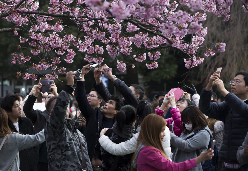 Cherry Blossom Season Starts In Japan