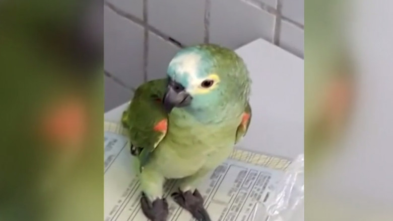 papagal arestat
