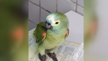 papagal arestat