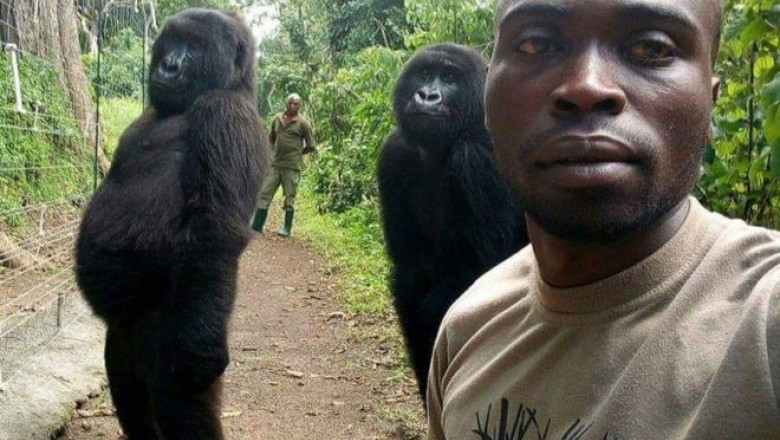 gorile selfie