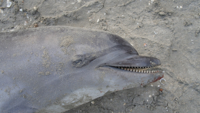delfini morti 030519 (15)