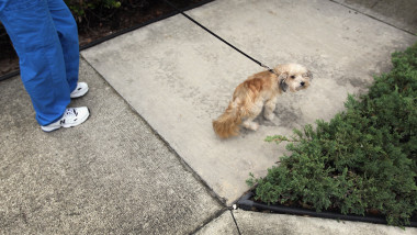 Condominium Assoc. To Begin DNA Testing On Dog Excrement To ID Owners Who Don't Clean Up
