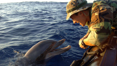 delfin marina americana