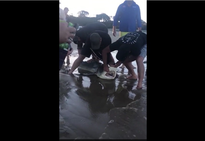 VIDEO Un rechin sufocat de plastic a fost salvat de un grup de turisti