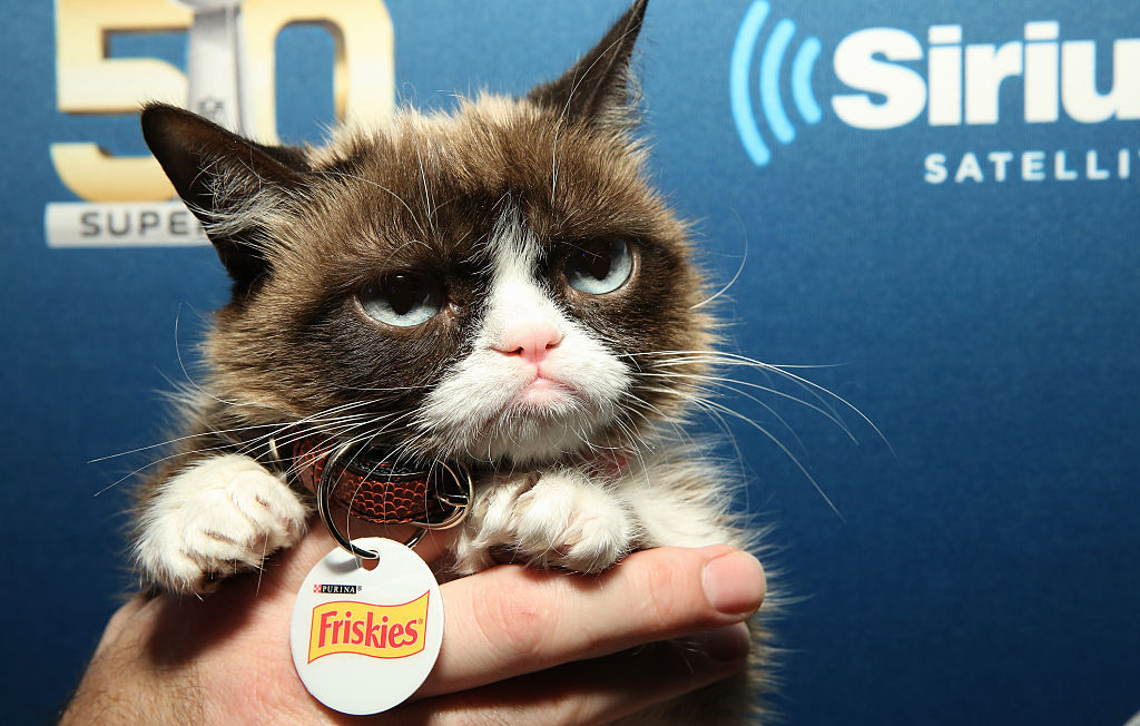 A murit Grumpy Cat, cea mai faimoasa pisica din lume. Avea 8,5 milioane de fani numai pe Facebook