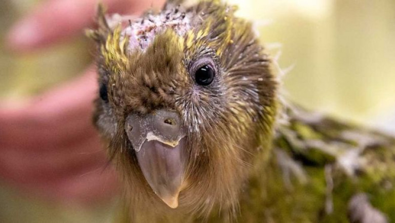 papagal kakapo