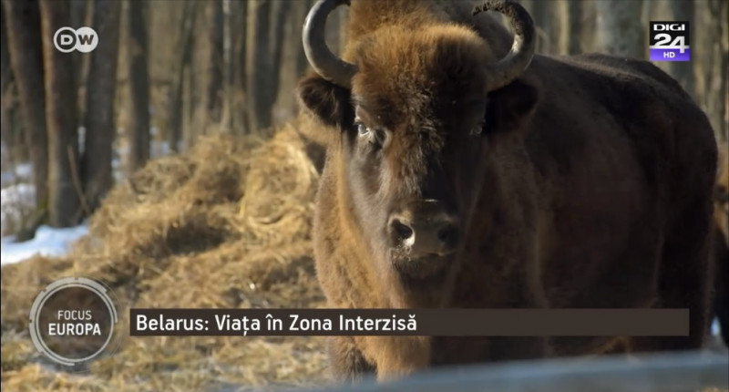 bizon belarus