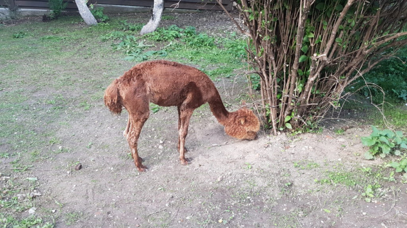 pablo the alpaca