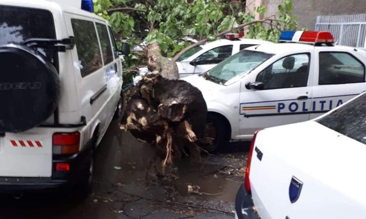 Trei masini de Poliţie au fost lovite de un copac, in Braila