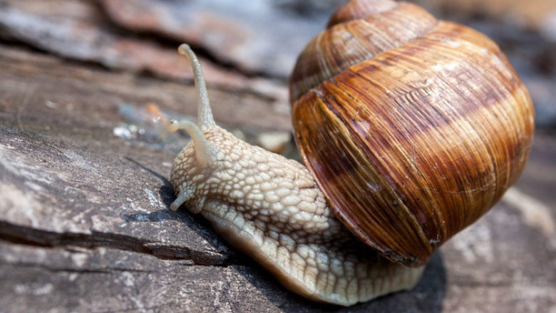 close-up of a snail with a shell