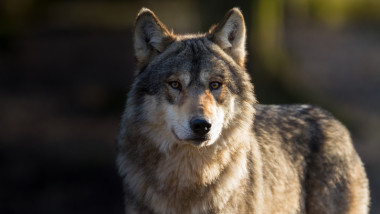 evolution dash tar Imagini inedite într-o pădure din Braşov: Întâlnirea dintre un lup și un  grup de urşi | Digi24