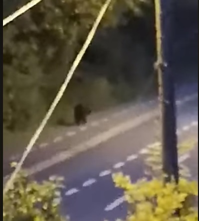 Locuitorii din Breaza, avertizati prin Ro-Alert despre prezenta unui urs pe strada