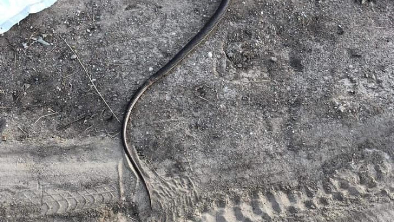 șarpe descoperit într-o casă din Mehedinți