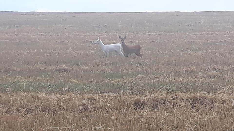 O caprioara alba a fost surprinsa in judetul Cluj