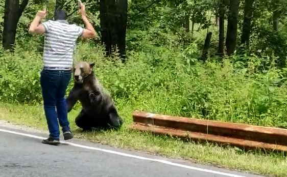 VIDEO. Un barbat a fost aproape sa fie sfasiat de ursul pe care il hranea, langa Cetatea Poenari