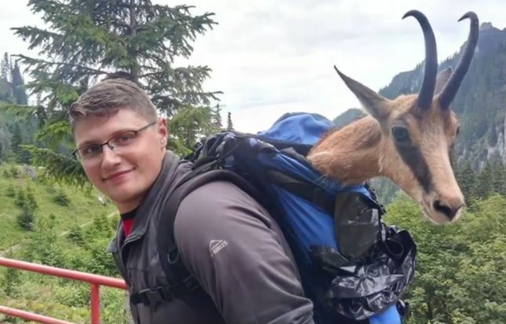 Salvare inedita. Capra neagra cu piciorul rupt, dusa la medic in rucsac