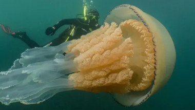 meduză uriașă