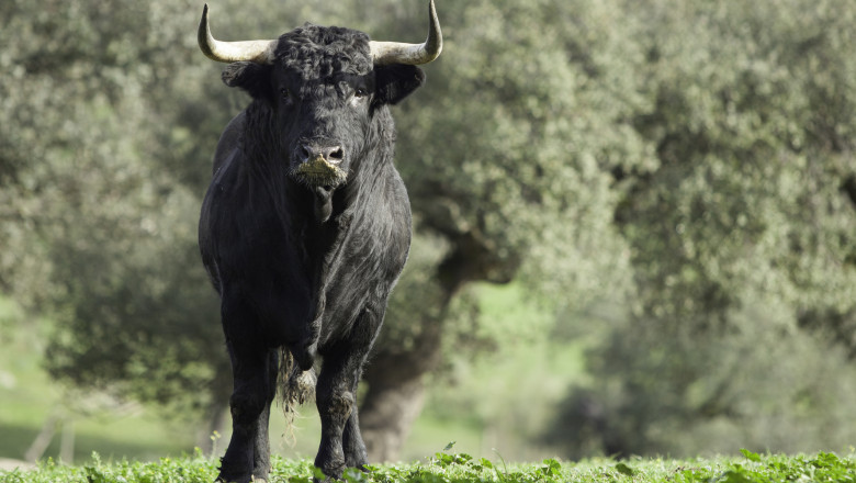 Un taur de 700 kg a atacat un bărbat, în Olt.