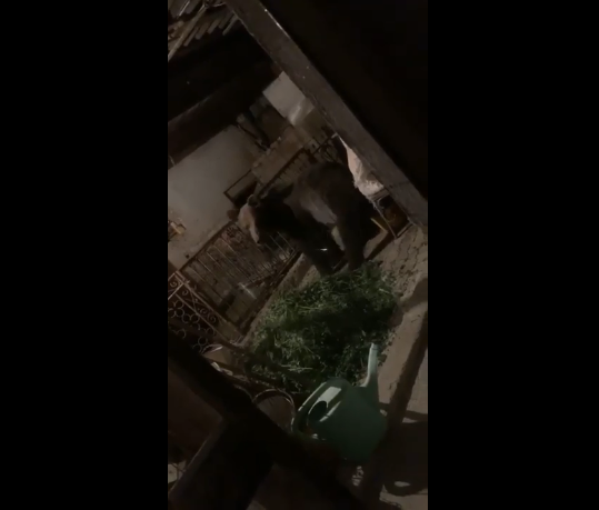 Focuri de arma in Alba, dupa un urs care a omorat un porc si un caine