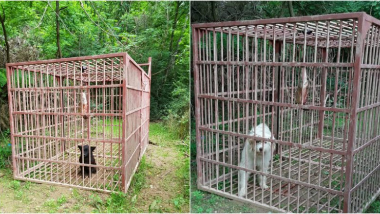 câini în cușcă Alba Iulia