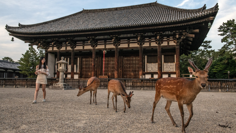 Nara's Wild Deer