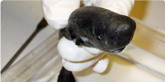 Rechin minuscul şi luminos, descoperit in adancul Oceanului Atlantic