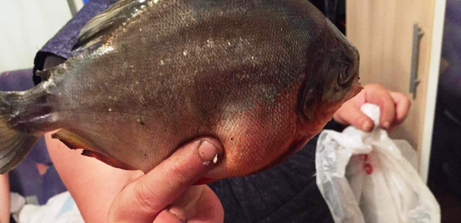 Ruda a Piranhei, intr-un lac din Maramures. Ce specie este de fapt pestele descoperit in Firiza