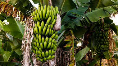 Banana tree with bunch of growing ripe green bananas, plantation rain-forest background