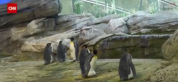 Doi pinguini gay din Berlin au adoptat un ou. Ar fi primul pinguin pui aflat in captivitate, cu doi tati