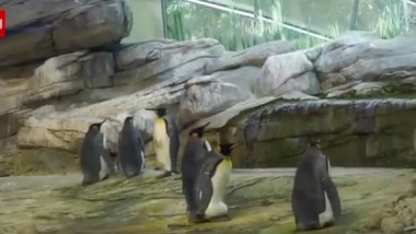 mai multi pinguini stau pe o piatra la gradina zoologică din Berlin