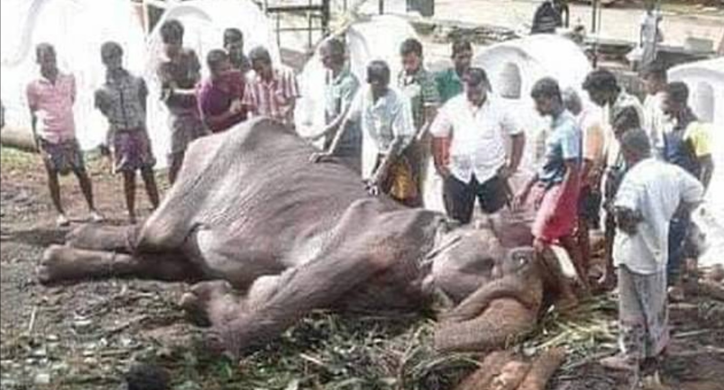 Elefant adus in pragul mortii de cruzimea oamenilor
