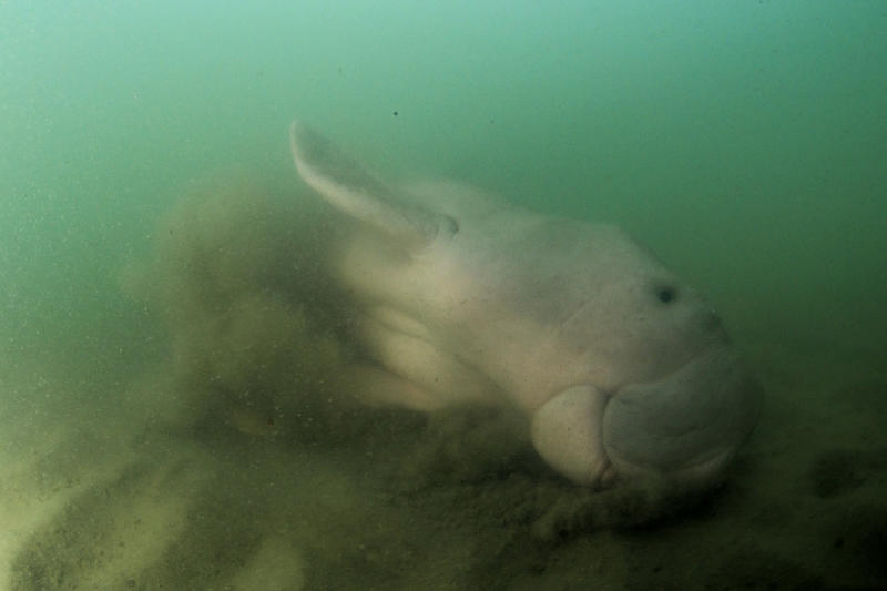 Un pui de dugong, mamifer marin, a murit din cauza plasticului ingerat