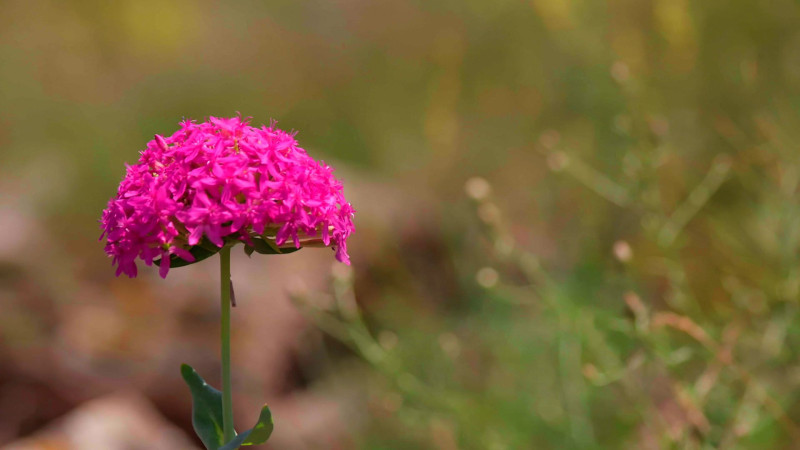 muntii macin flora - natura umana