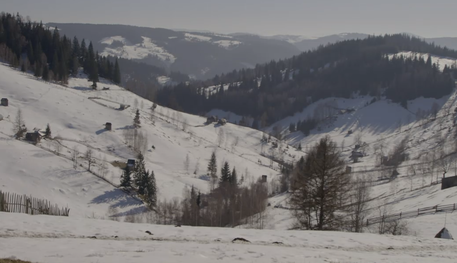 Natura Umana (5). Ursi, rasi, cerbi si multe alte animale salbatice din muntii Bucovinei, filmate de tineri entuziasti