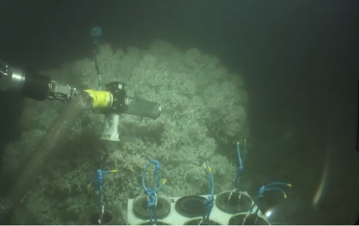 Noi specii descoperite în adevărate „oraşe” pe fundul Oceanului Atlantic, un loc mai puţin cunoscut decât suprafaţa planetei Marte