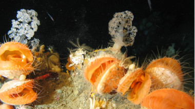 noi specii descoperite pe fundul oceanului atlantic, biodiversitate