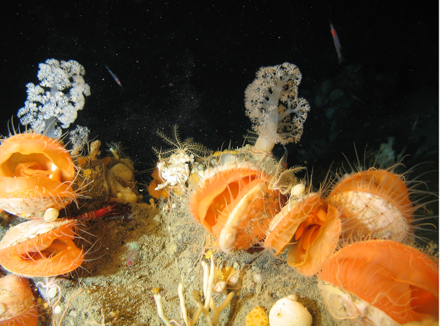 Noi specii descoperite în adevărate „oraşe” de pe fundul Oceanului Atlantic, un loc mai puţin cunoscut decât suprafaţa planetei Marte