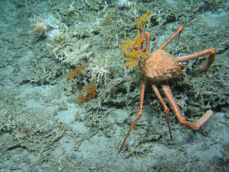 crab-pe-fundul-oceanului-atlantic