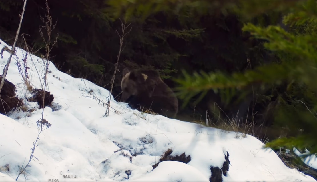 VIDEO. Ce face un pui de urs când găsește o cameră de monitorizare a faunei într-o pădure din Piatra Craiului