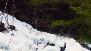 Un ursuleț a găsit o cameră de monitorizare video a faunei din Piatra Craiului