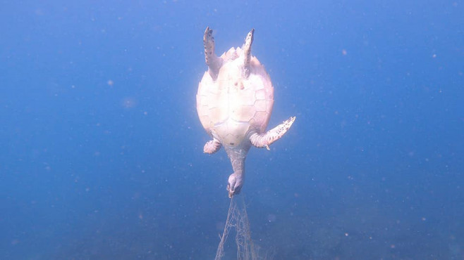 Heartbreaking moment critically endangered sea turtle is found tangled in discarded fishing net