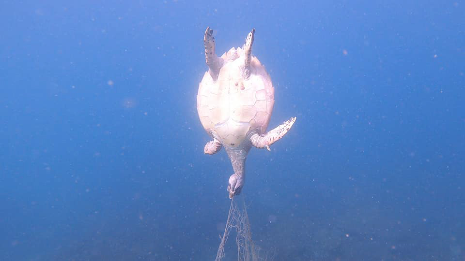 Imagini șocante cu o țestoasă dintr-o specie amenințată de dispariție ucisă de o plasă de pescuit