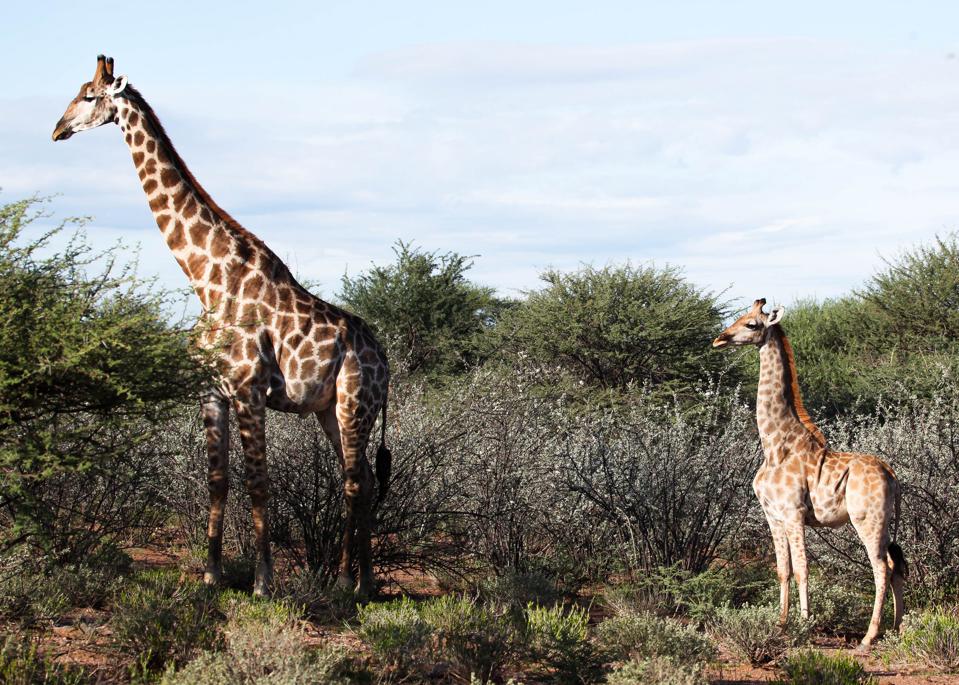 Girafe "pitice" surprinse de cercetători în Africa. Exemplarele sunt puțin mai înalte decât un cal