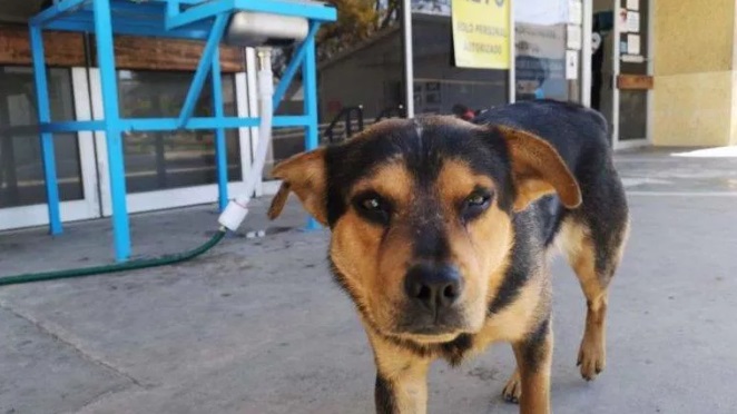 Timp de o lună, un câine și-a așteptat în fața spitalului stăpânul mort de Covid. Imaginile au creat o emoție puternică