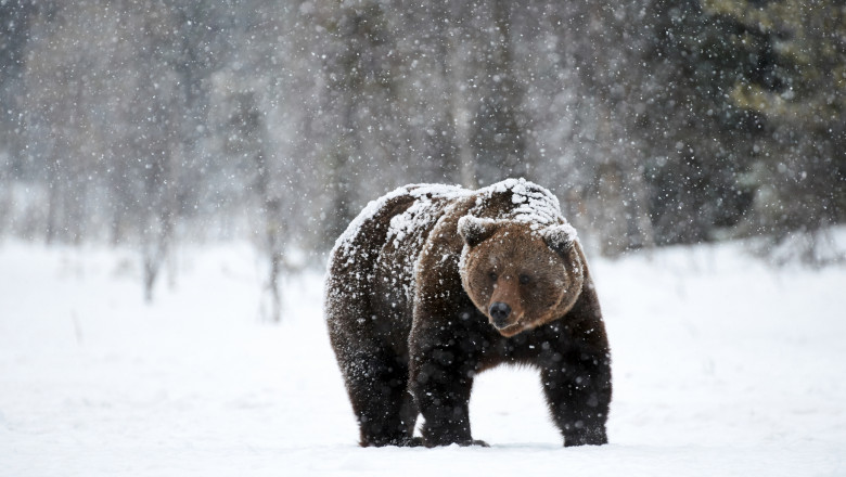 Urs surprins în sălbăticie, cu zapada in jur