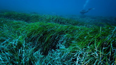 Iarbă de mare Posidonia oceanica, specia studiată de echipa de cercetători în zona Mallorcăi, în Marea Mediterană. Planta captează particule de plastic care au ajuns în mare prin poluare