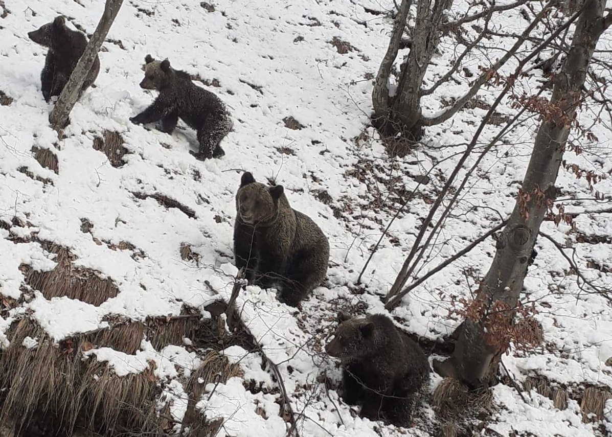 FOTO. Mai mulți urși au fost spectatori la deszăpezire pe Transfăgărășan