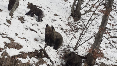 Mai mulți urși au fost spectatori la deszăpezire pe Transfăgărășan