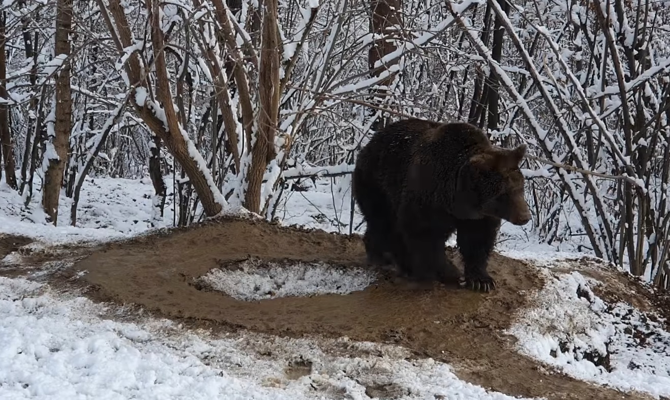 Imaginea traumei unui urs care a fost captiv la Zoo Piatra Neamt timp de 20 de ani